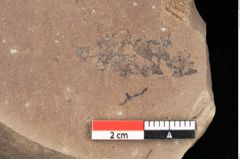 Foto (Detailsansicht) von Quercus palaeoilex Ettingshausen (NHMW-GEO-2024-0188-0782)